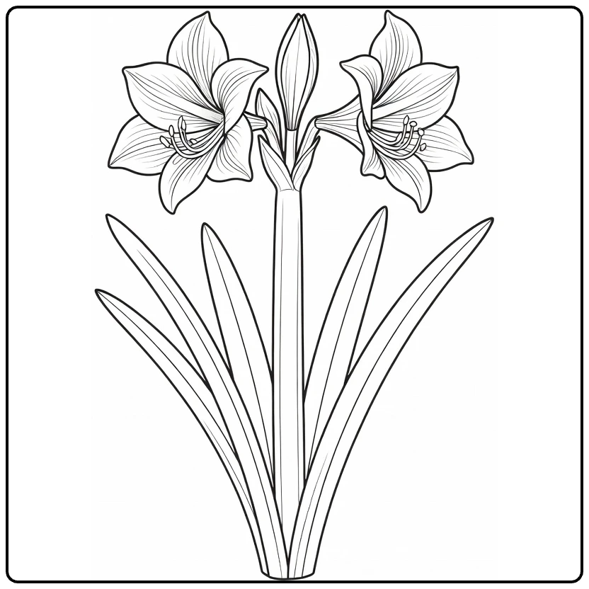 amaryllis kleurplaat met open bloem, knop en bladeren