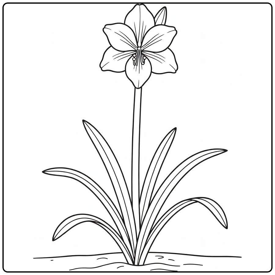 amaryllis kleurplaat met hoge steel en trompetbloem