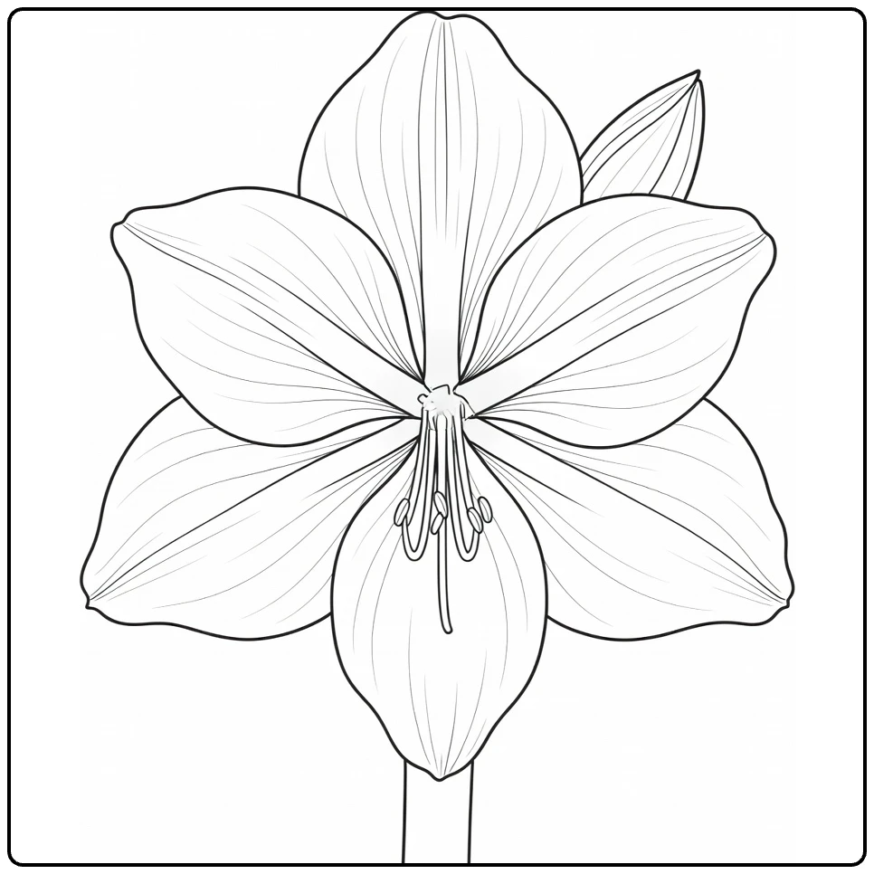Amaryllis kleurplaat met zes brede petalen en stampers