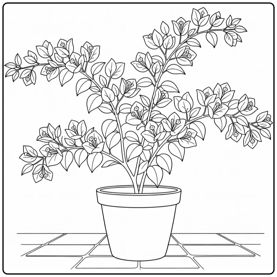 Bougainvillea kleurplaat van potplant op patio met takken