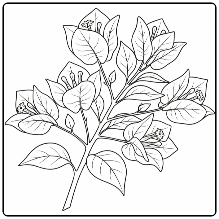 bougainvillea kleurplaat met driehoekige schutbladeren en bladeren