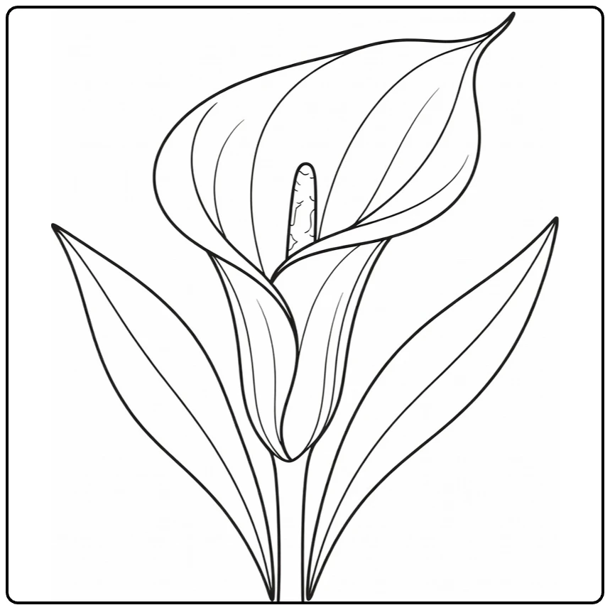 calla lelie kleurplaat met bloem en twee bladeren