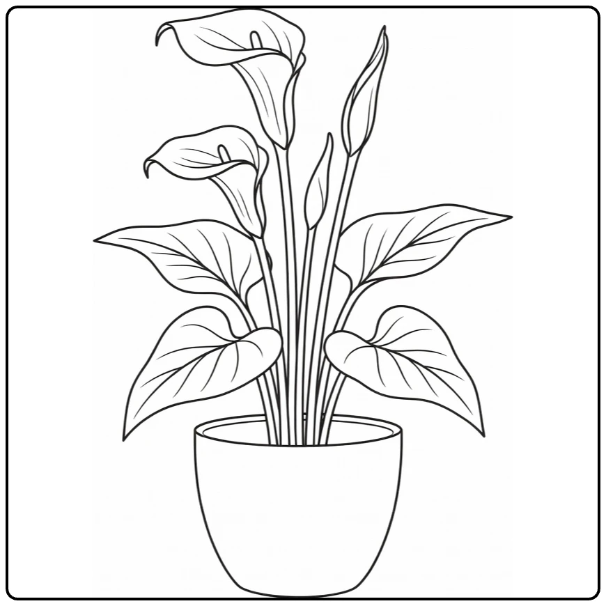 calla lelie kleurplaat showing calla lily in ceramic pot