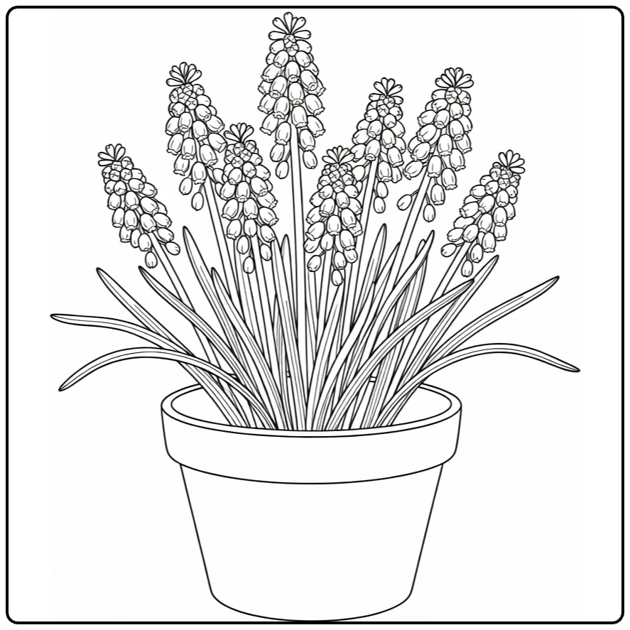 druivenhyacint kleurplaat met druivenhyacinten in pot
