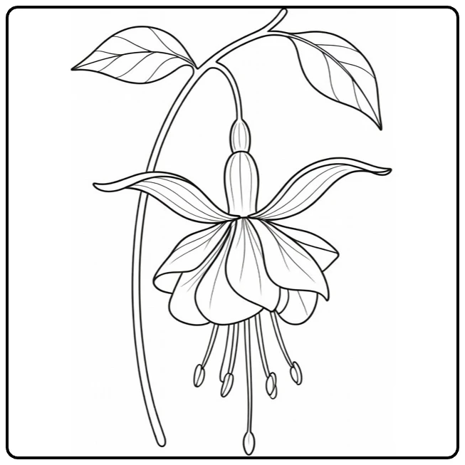fuchsia kleurplaat elegante bloem met bladeren en stam