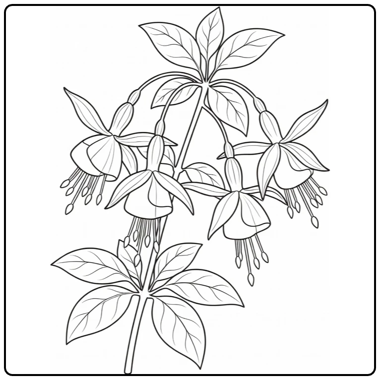 fuchsia kleurplaat met hangende bloesems en ovale bladeren
