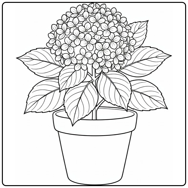 hortensia kleurplaat met potted plant in ronde pot