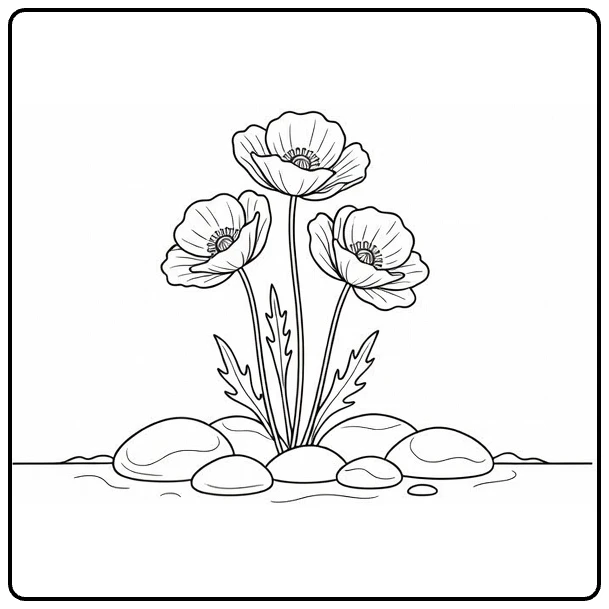 Klaproos kleurplaat met drie bloemen en stenen