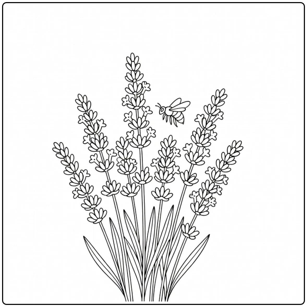 Lavendel kleurplaat met bij bij lavendelbloemen