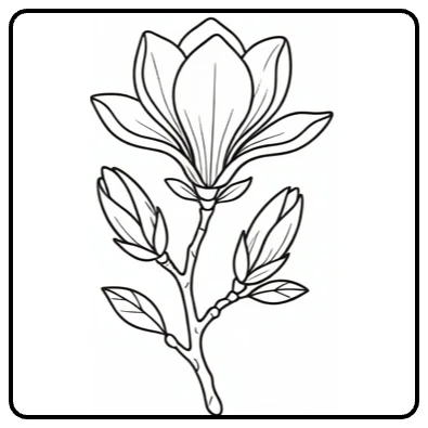 Magnolia kleurplaat met tak, open bloem en gesloten knoppen