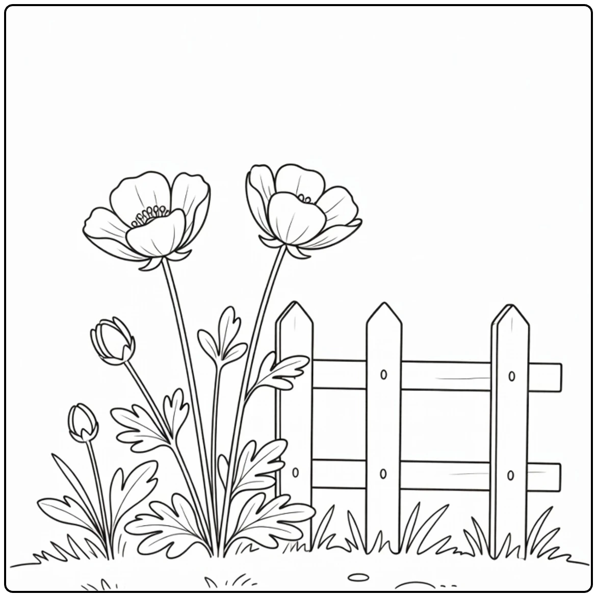 ranonkel kleurplaat met bloemen naast kort houten hek