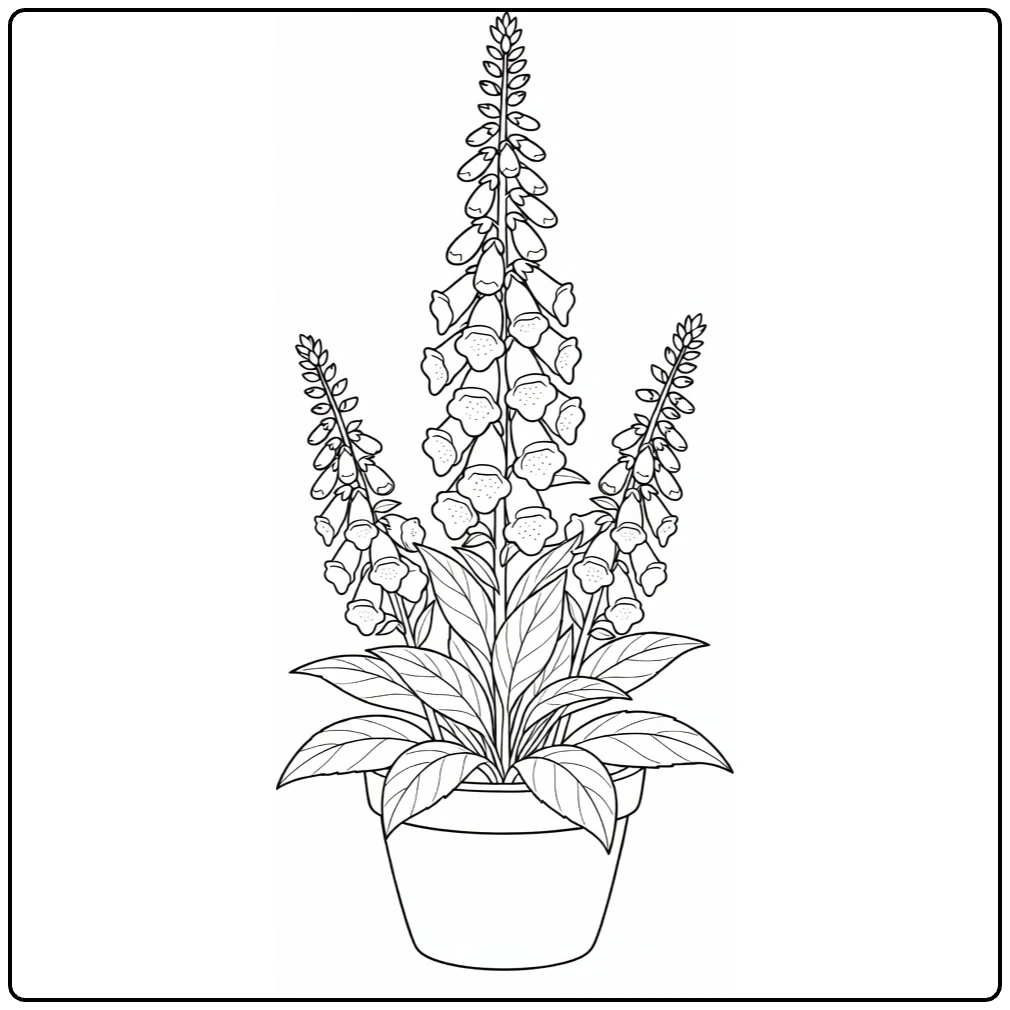 Vingerhoedskruid kleurplaat met plant in ronde pot
