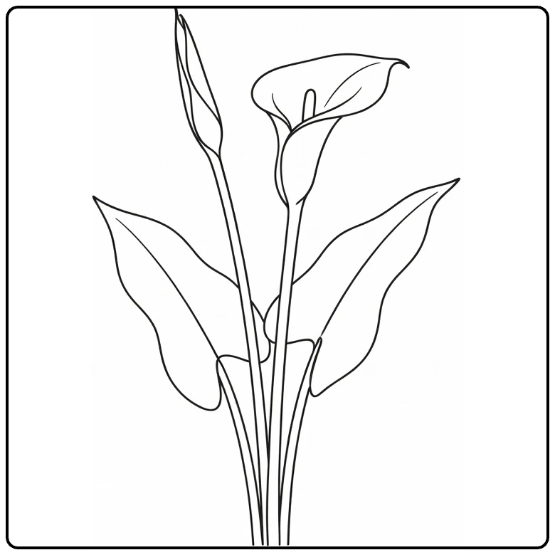 Zantedeschia kleurplaat met open bloem en twee bladeren