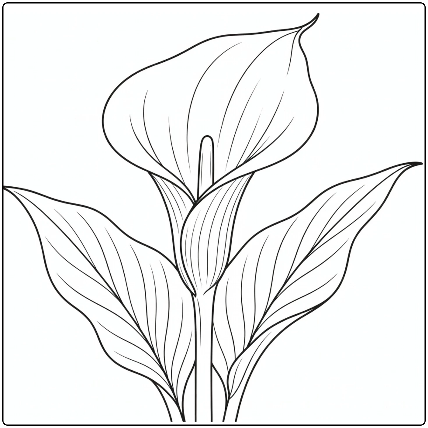 Zantedeschia kleurplaat met close-up calla lelie bloem