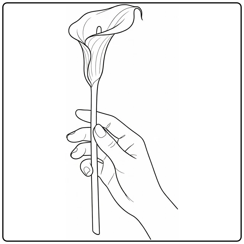 zantedeschia kleurplaat met hand die calla lelie vasthoudt