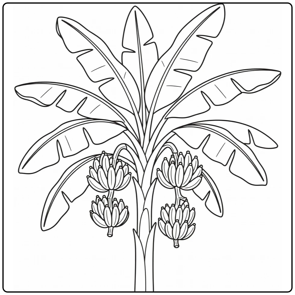 Fruitbomen Kleurplaat met bananenplant en trossen bananen