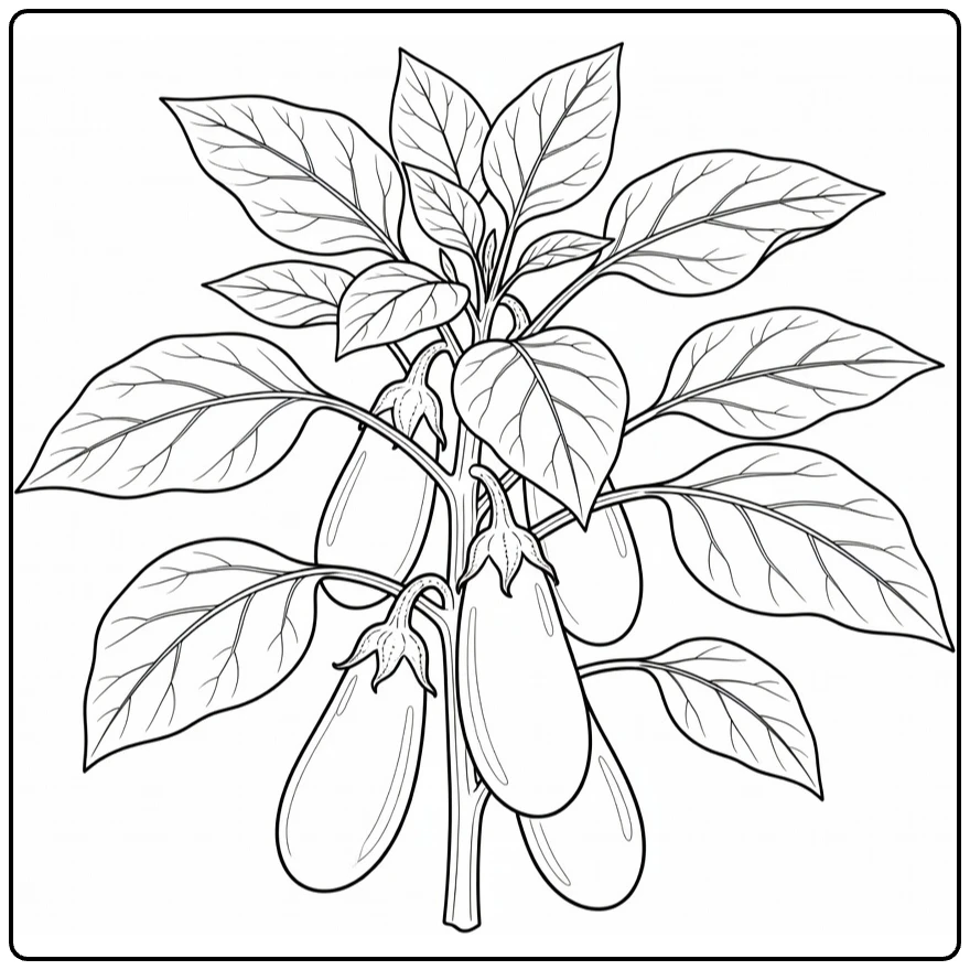 Groenteplanten Kleurplaat aubergineplant met grote bladeren