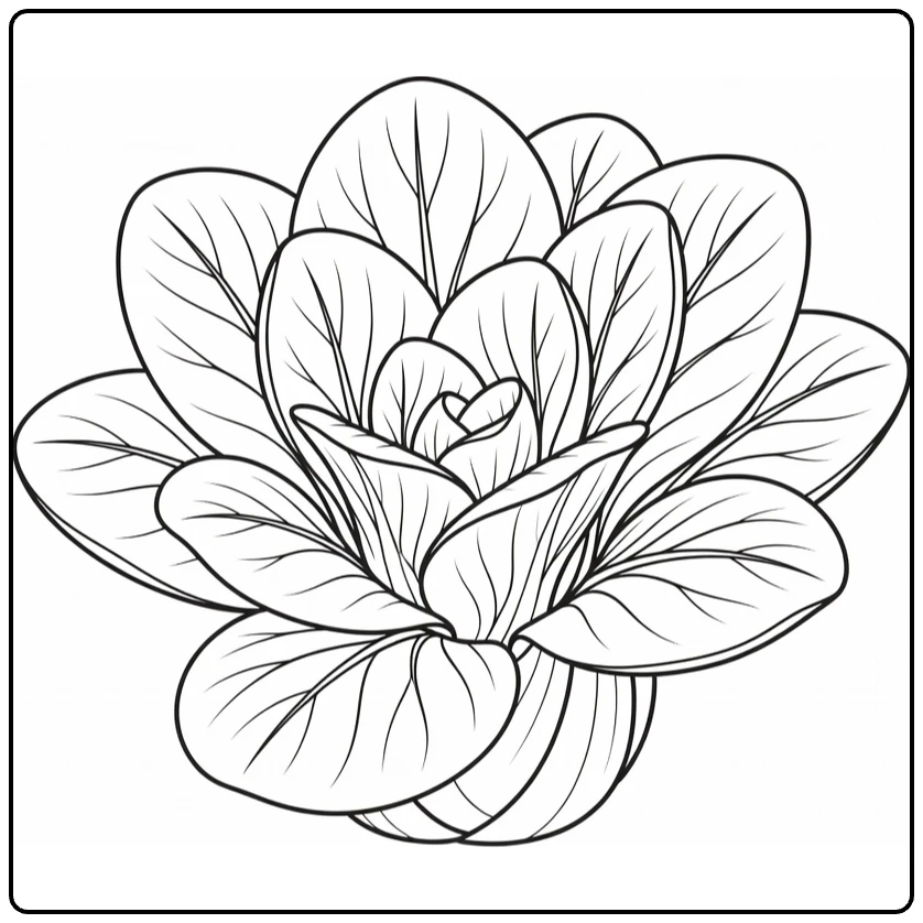 Groenteplanten Kleurplaat met paksoi rozet bladeren
