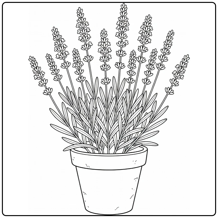 Sierplanten Kleurplaat lavendel in rustieke kleipot