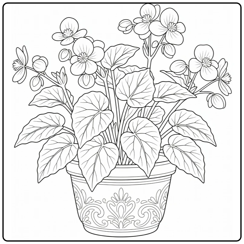 Sierplanten Kleurplaat bloeiende begonia met ronde bladeren