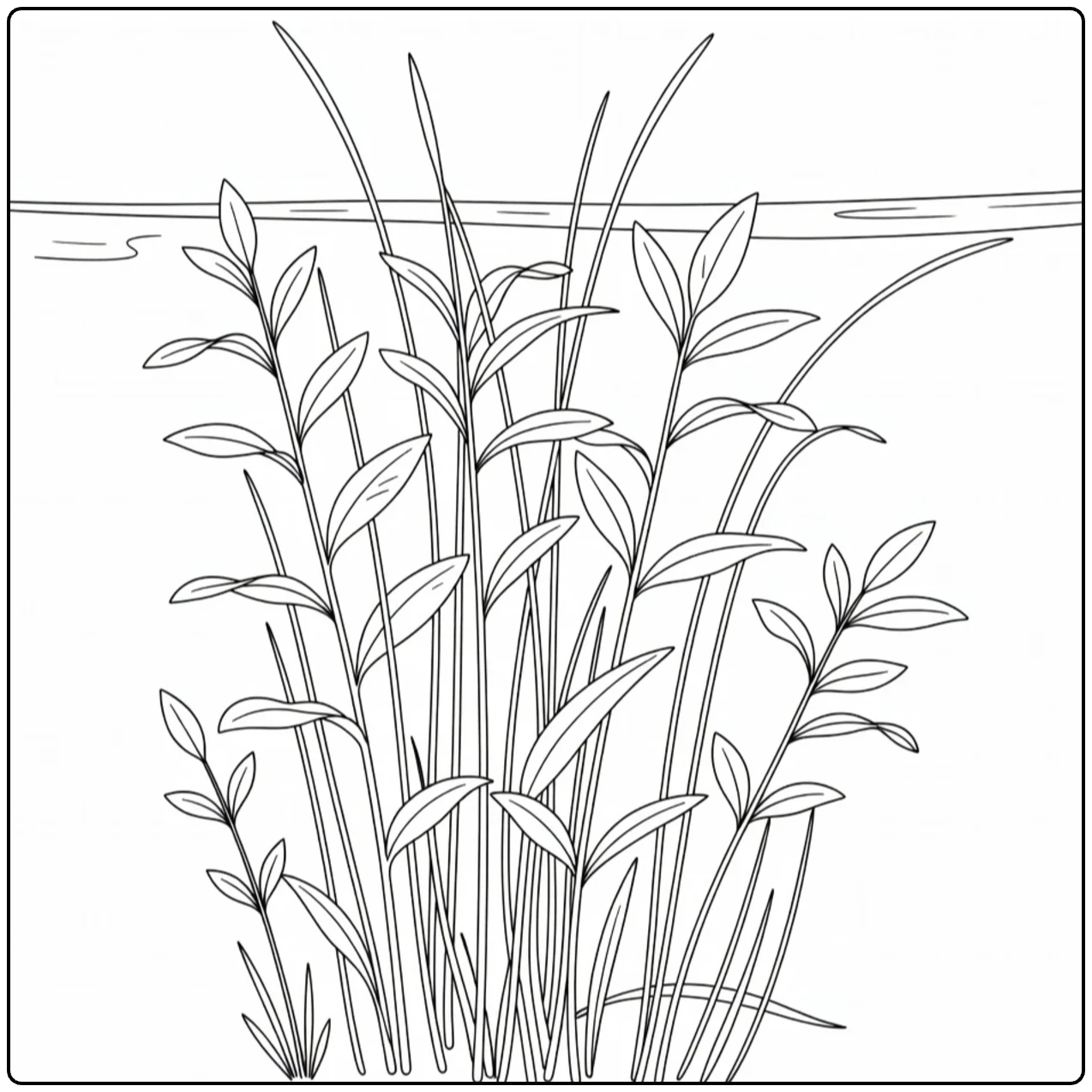 Waterplanten Kleurplaat met fonteinkruid onder water